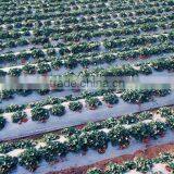 Black and Silver PE Biodegradable Mulch Film for Agriculture Greenhouse thumbnail-2