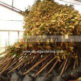 Magnolia Grandiflora Cold Hardy Landscaping Trees thumbnail-4