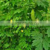 Momordica Charantia thumbnail-2