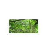 Pinelliae Extract 5:1,10:1,20:1