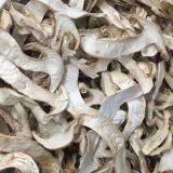 Dried Edible Mushroom Fungus Matsutake