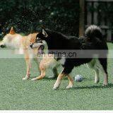 Elastic Pet Toy Ball Dogs Interactive Teasing Entertaining Toy Teeth Grinding Pet Supplies thumbnail-2