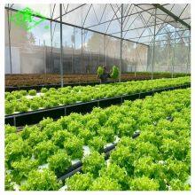 Hot Sale UV-protection Plastic Sheed 3-5 Layers Clear Anti-fog Plastic Film Covering Greenhouse thumbnail-5