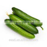 short fruit kind cucumber hybrid seeds SXC No.8