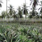 Suvimie Fresh Sri Lankan Pineapples thumbnail-2