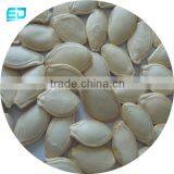 Pumpkin Seeds Fresh Cherry Price Chinese Vegetable Seeds thumbnail-2