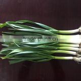 Cold storking fresh natural pure white garlic sprout