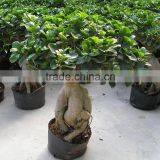 indoor ficus trees from china