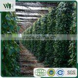 Kampot Bulk Black Pepper 570GL With Good Rate thumbnail-5