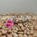 High Quality Broad Beans / Faba Beans / Fava Beans for Canned thumbnail-5