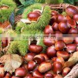 Fresh Chestnut in Shell thumbnail-1