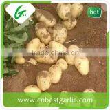 Diamond Fresh Potato