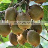 Chinese Kiwi Fruits