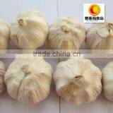 Healthful Normal White Garlic thumbnail-2