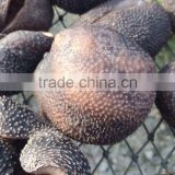 Vietnam High quality dried sea cucumber products for sale