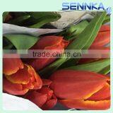 Quality Fresh Cut Flower in China /design Roses/jasmine/decorative Natural Flowers thumbnail-1