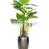 CHY030933 Indoor Artificial Bonsai Plant /plastic Fake Plant/ Artificial Alocasia Plant thumbnail-2