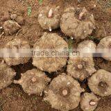 Low Calories Gluten Free Spaghetti Shirataki thumbnail-6