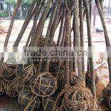 Prunus Serrulata Rootball thumbnail-1