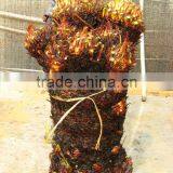 Cycas Revoluta Multi-heads for Sell thumbnail-4