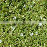 BACOPA DRY EXTRACT thumbnail-4