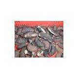 Sell Chilean Sea Cucumber (Chile) thumbnail-1