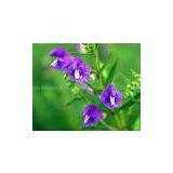 Best Quality Baicalin(HOT Selling) thumbnail-1