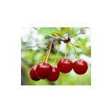 Sour Cherry Juice Concentrate With High Quality