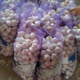 5.5cm And Up Red Garlic Loose Packing In 20kg Mesh Bag