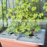 Polyethylene Anti-insect/pest Control Tray for Vegetable thumbnail-2