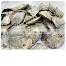 5-8cm Black Brown Conch Murex Ramosus AD BQF Dry Shellfish DRIED MUREX OPERCULUM For Perfume Application thumbnail-3