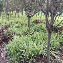 Prices, Pictures, and Quotation Table of Liriope Muscari From Jiangsu Base in 2022 thumbnail-5