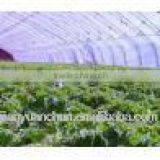 White Agriculture Plastic Film High Quality EVA Greenhouse Film thumbnail-1