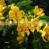 Cassia Bicapsulafis, Flower Seed,herb Seed,vegetalbe Seed,fruit Seed,grass Seed thumbnail-5