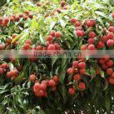 GOOD QUALITY VIETNAM FRESH LYCHEE thumbnail-4