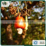 Vietnam Raw Material RCN thumbnail-6