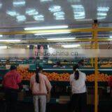 Jining Greenfarm Import And Export Co., Ltd. company overview - view 2 thumbnail