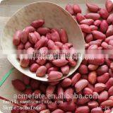 Chinese HACCP Certification Long Type Blanched Red Skin Peanut Kernels