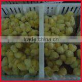 Plastic Chicken Tranport Stackable Cage/box/crate for Child Chicken thumbnail-3