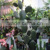 SJ3001012 Ornamental Cactos Plant Wholesale Cactus Potted Plant thumbnail-3