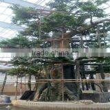 SJ20171884 Factory Ornamental Foliage Japanese Trees and Plants thumbnail-3