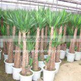 Yucca Elephantipes thumbnail-2