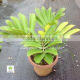 Zamia Furfuracea Mexica Cycas thumbnail-1