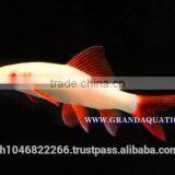 Rainbow Shark Albino / Ornamental Fish Exporter thumbnail-2