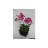 1 Set Phalaenopsis in Pot thumbnail-1