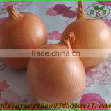 2015 Fresh Onions/wholesale fresh yellow onion price