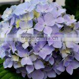 New Crazy Selling Hydrangea Buy Direct From Factory thumbnail-5