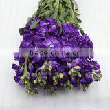 New Best Sell Violet Purple Plant thumbnail-4