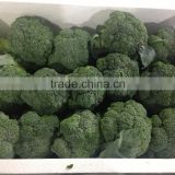 high quality Fresh Broccoli in bulk with low price