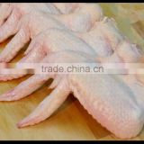 Frozen Chicken Wings (Grade A+) at cheap and affordable Price